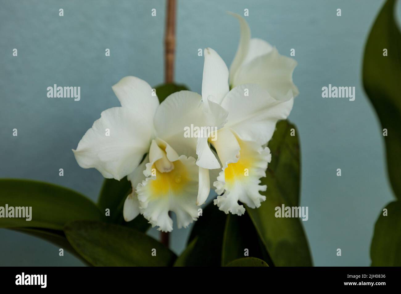 Trois fleurs d'orchidées blanches parfumées de Cattleya fleurissent sur  fond bleu en été dans un jardin tropical Photo Stock - Alamy