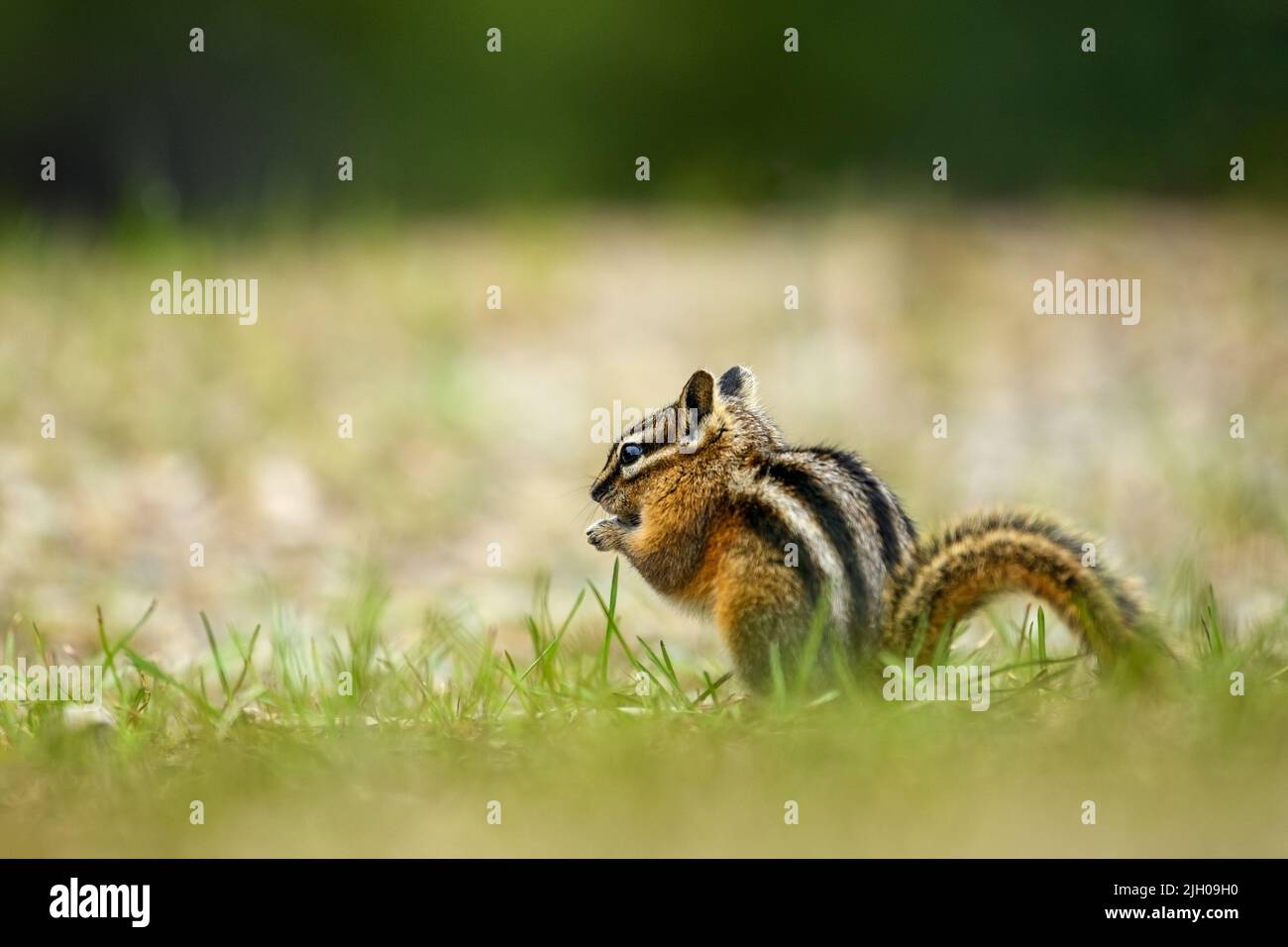 Un mignon et ludique chipmunk courir, sauter, s'asseoir et manger sur un vieux tronc d'arbre dans E.C. Manning Park, Colombie-Britannique, Canada Banque D'Images