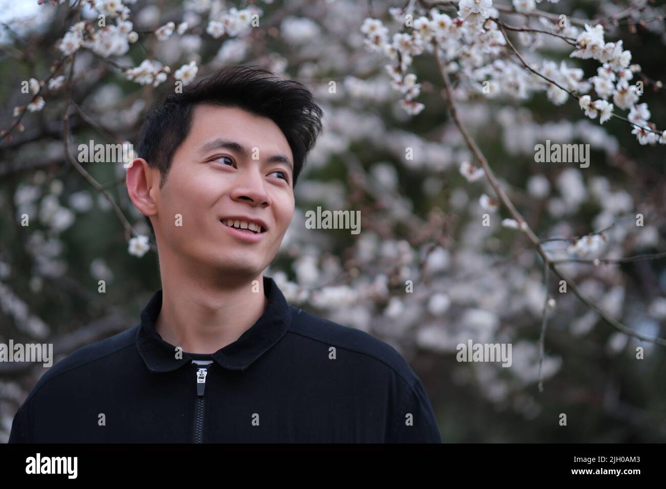 Portrait d'un beau jeune homme chinois souriant sous un arbre de fleurs de prune flou Banque D'Images