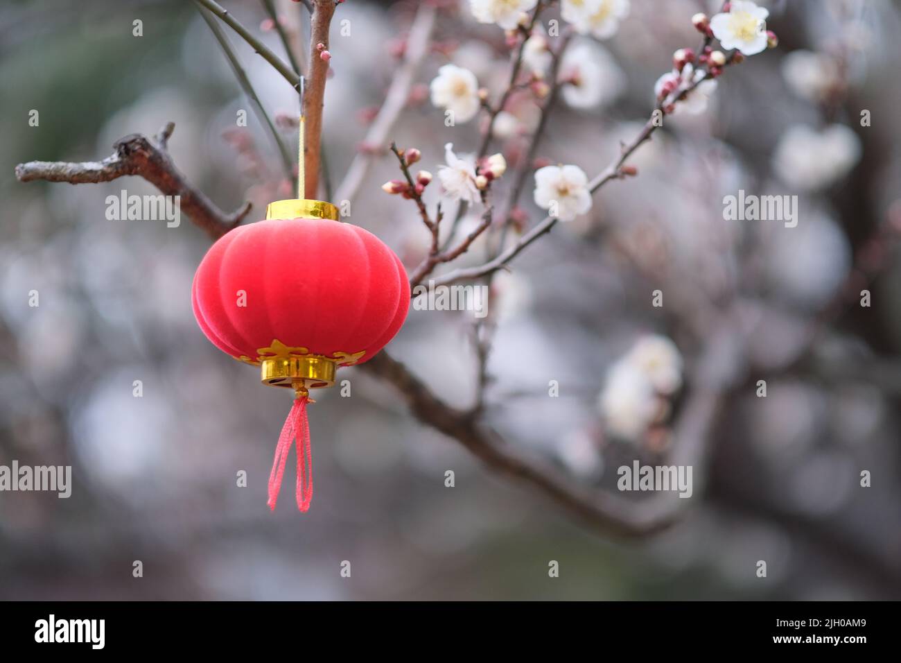 Gros plan sur une lanterne rouge chinoise traditionnelle accrochée à une  branche de fleurs de prune Photo Stock - Alamy