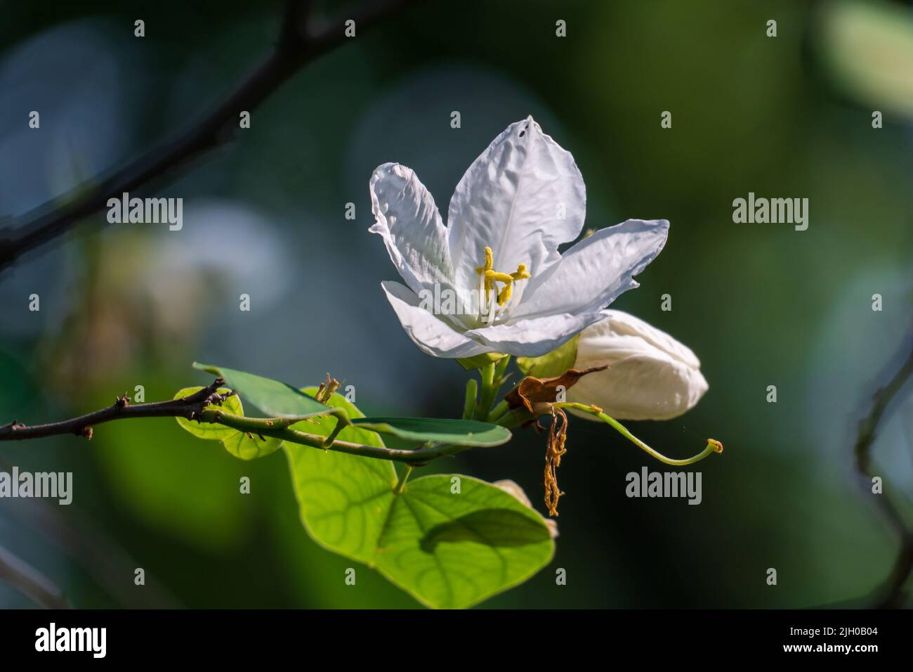 Fleur d'orchidée blanche en neige dans le nord de la Thaïlande. (Usine de Bauhinia acuminata) Banque D'Images