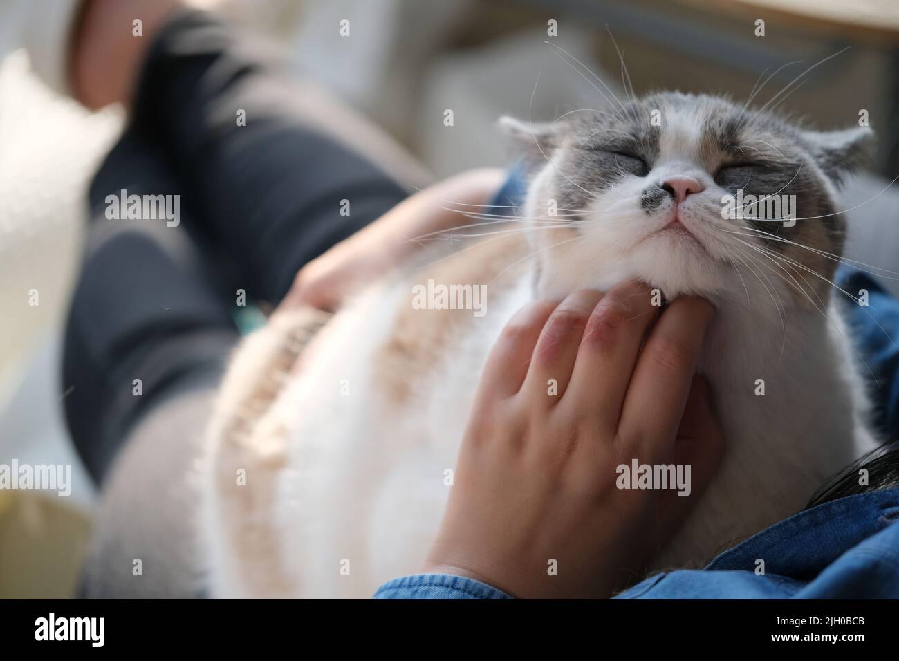 Gros plan le propriétaire de l'animal de compagnie tickle British Shorthair Cat. animaux de compagnie aiment être en train de se tailler Banque D'Images
