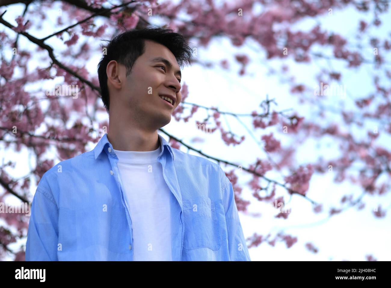 Souriant beau jeune homme asiatique sous arbre floral rose sakura. Vue à angle bas Banque D'Images