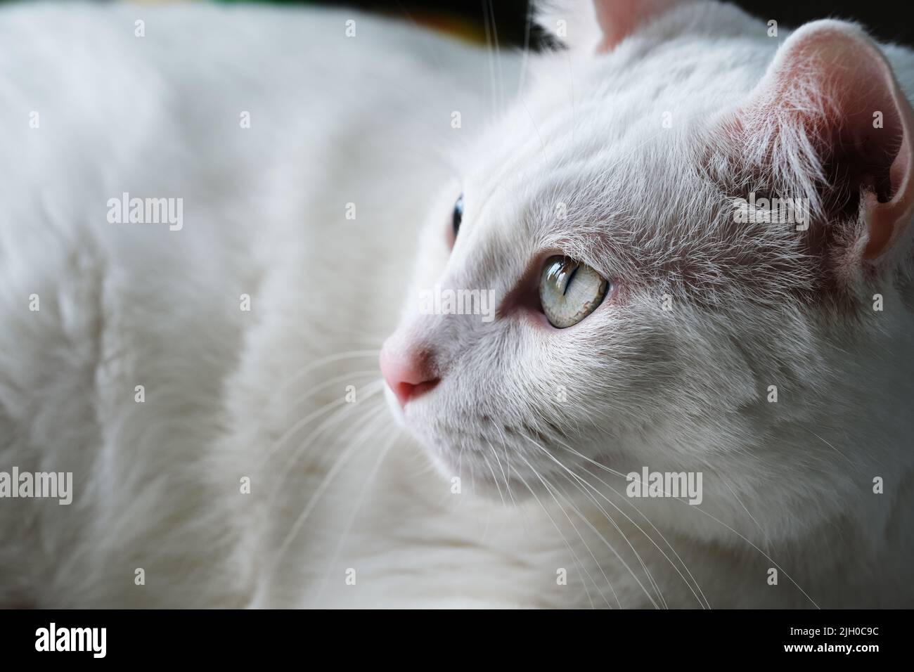 visage et œil blancs de chat. gros plan extrême Banque D'Images