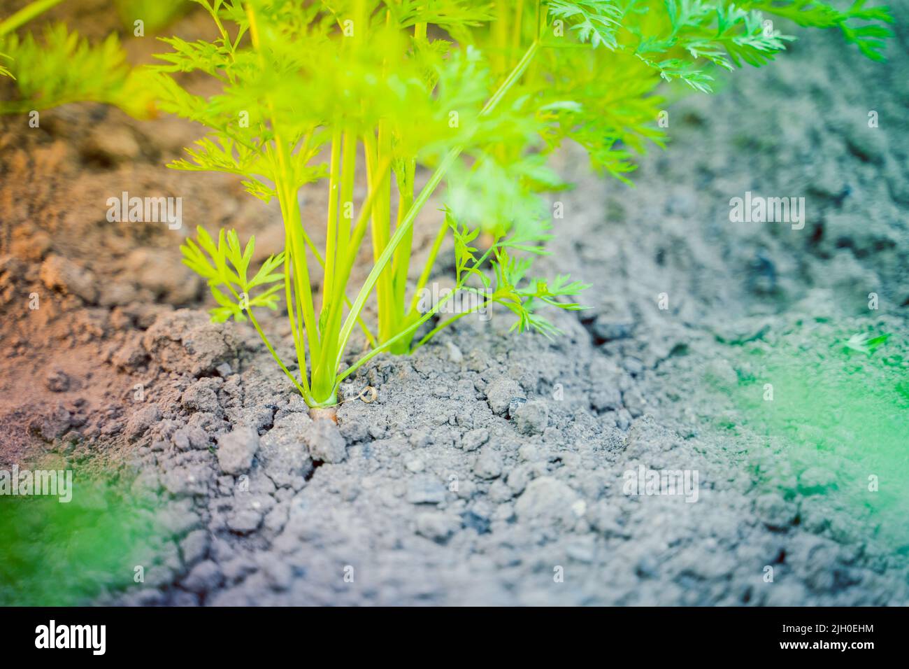 La récolte de racines de carottes s'éfond du sol Banque D'Images