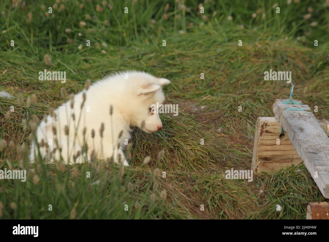 White husky chiot essayant de ne pas s'endormir après une longue journée de jeu, Pond Inlet, Nunavut Banque D'Images