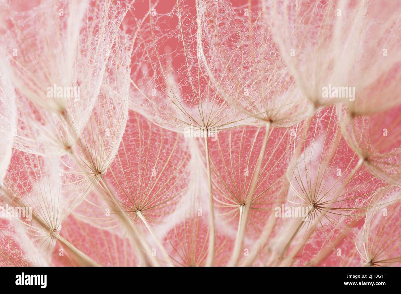 Graines de pissenlit avec gouttes d'eau de plus près. Photo macro des graines moelleuses de pissenlit. Banque D'Images