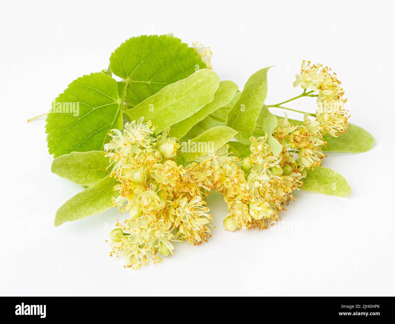 Fleurs et feuilles fraîches de linden isolées sur fond blanc Banque D'Images