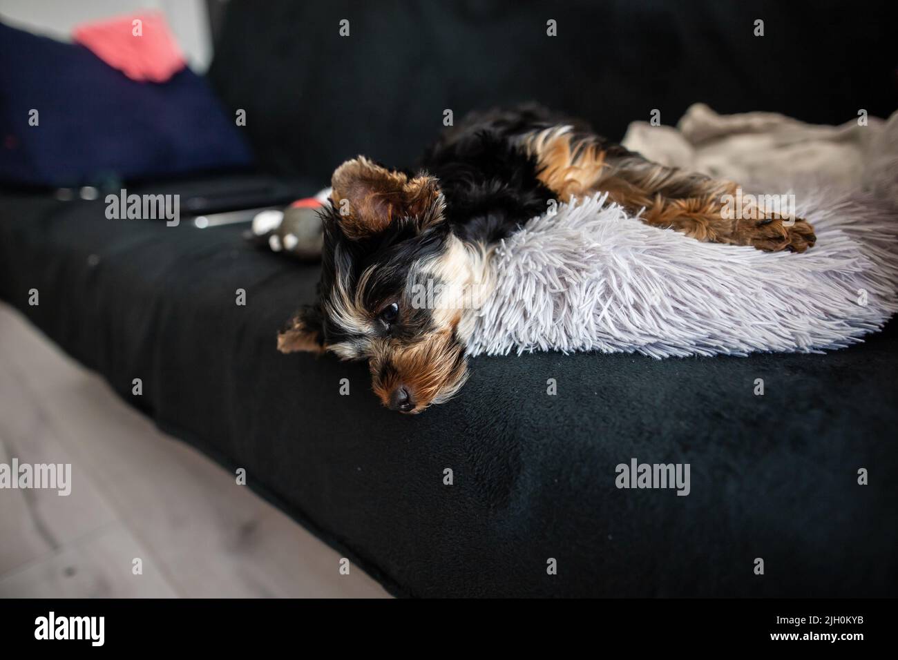 Chien terrier du Yorkshire couché sur un canapé ferme Mini terrier du yorkshire pup brun noir couché sur un canapé foncé Banque D'Images