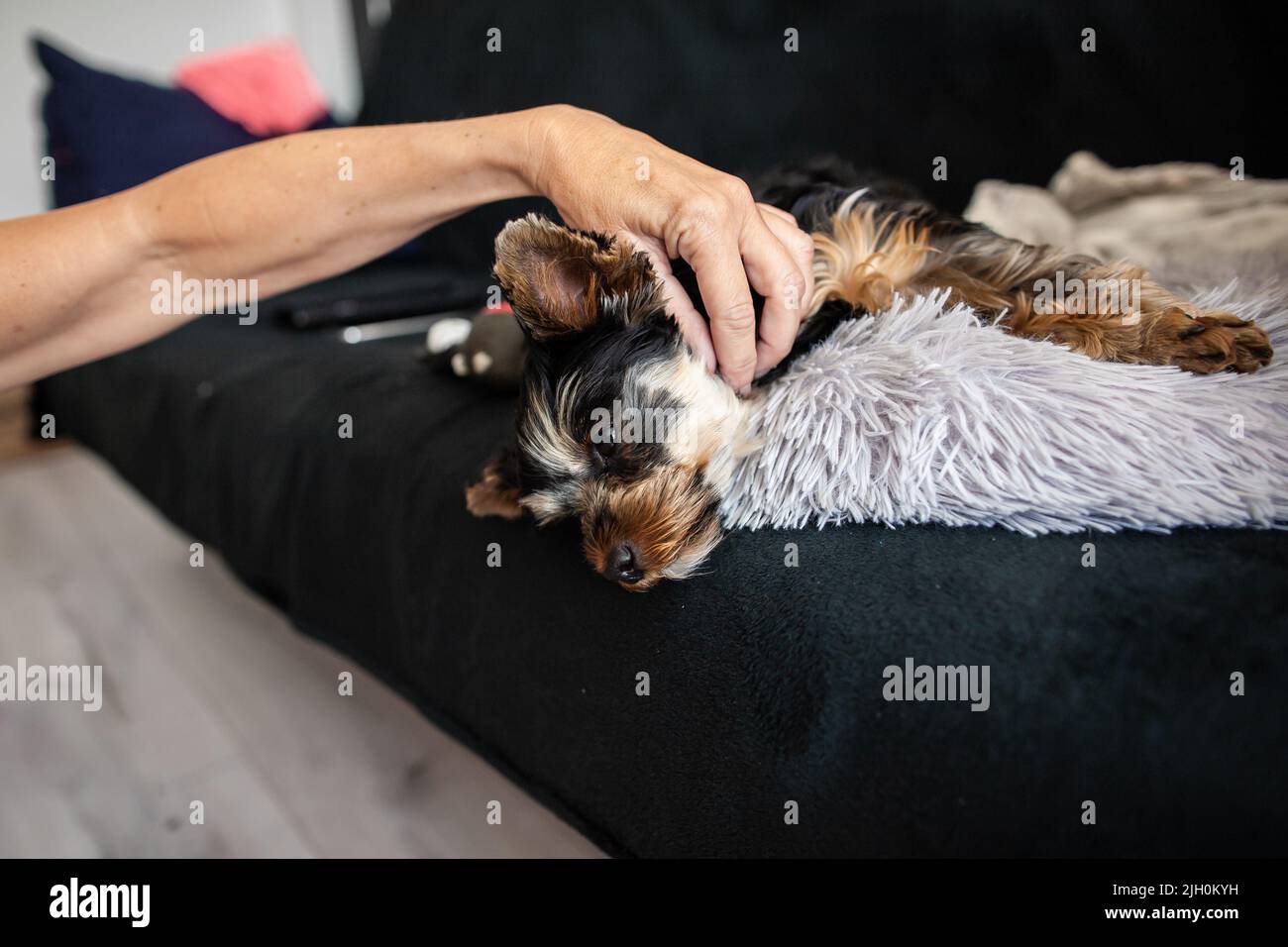 Gros plan d'un chien de terrier du yorkshire qui s'est posé sur un canapé, un chien de compagnie sur un canapé, adorable mini-terrier du yorkshire, un chiot brun clair noir Banque D'Images