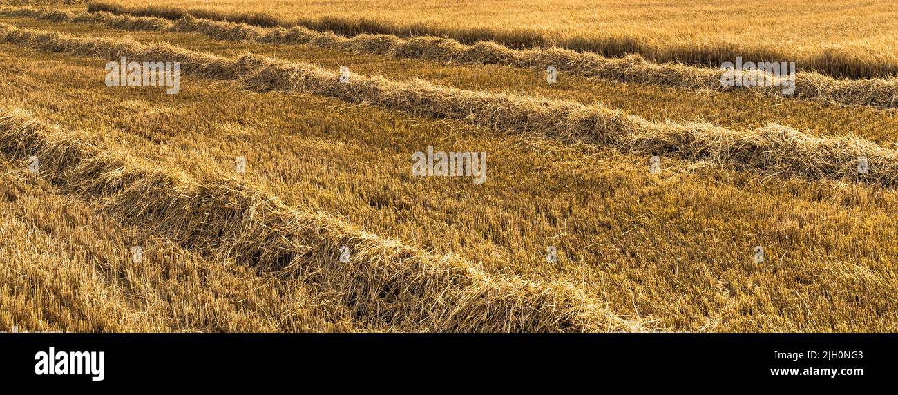 Champ fauchée de foin ou de bannière de blé. Concept de récolte. Gros plan de l'oreille de blé, seigle, orge, mil. Concept d'agriculture. Riche toile de fond de récolte Banque D'Images