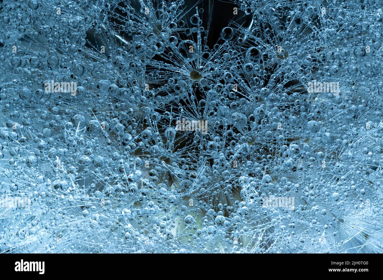 Gros plan du pissenlit dans une lumière de gradient avec des gouttes d'eau. Banque D'Images