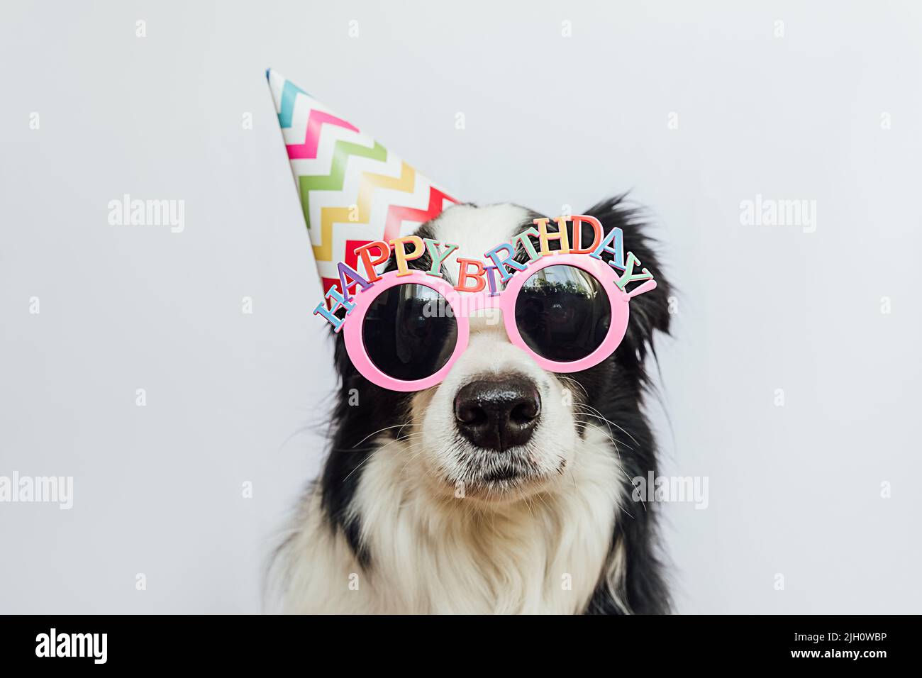 Concept de fête d'anniversaire. Drôle mignon chiot chien bordure collie portant anniversaire chapeau et lunettes isolés sur fond blanc. Chien le jour de l'anniversaire Banque D'Images