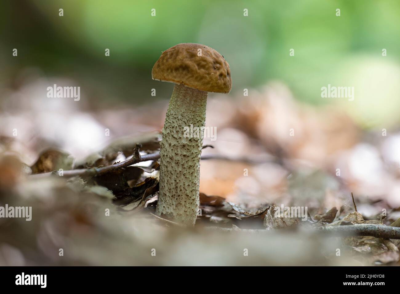 Un jeune champignon de Leccinellum pseudoscabrum en été Banque D'Images