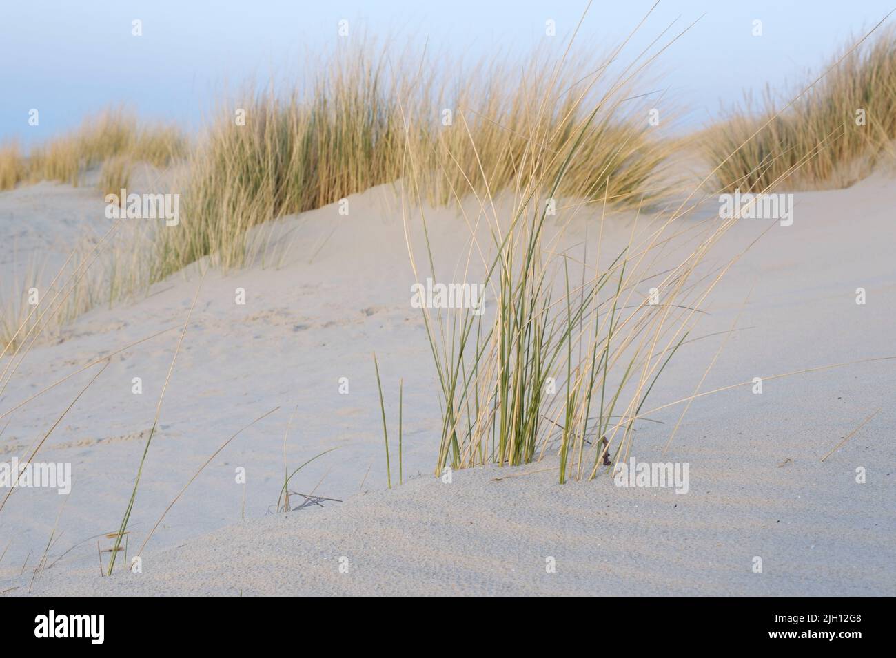Paysage de dunes sur la côte de la mer du Nord, Juist, île de la Frise orientale Banque D'Images