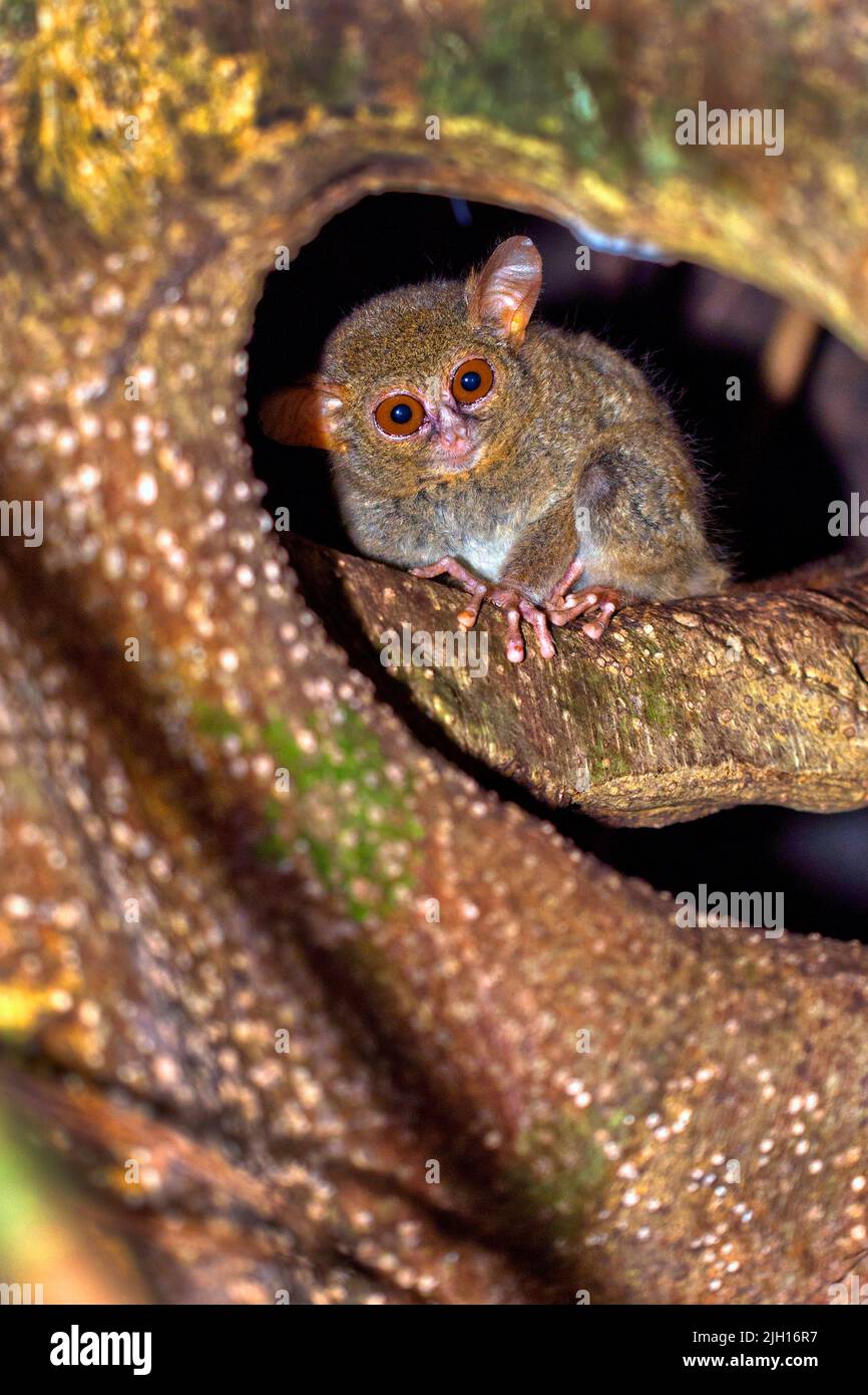Tarsier, Tarsier spectral, Tarsius tarsier, Réserve naturelle de Tangkoko, Sulawesi du Nord, Indonésie, Asie Banque D'Images