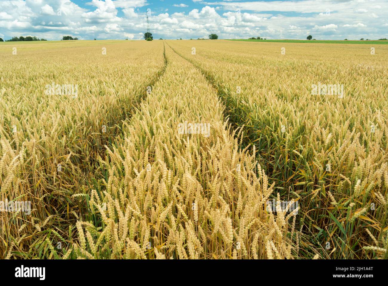 Marques de roue dans un champ de grain doré, jour d'été Banque D'Images