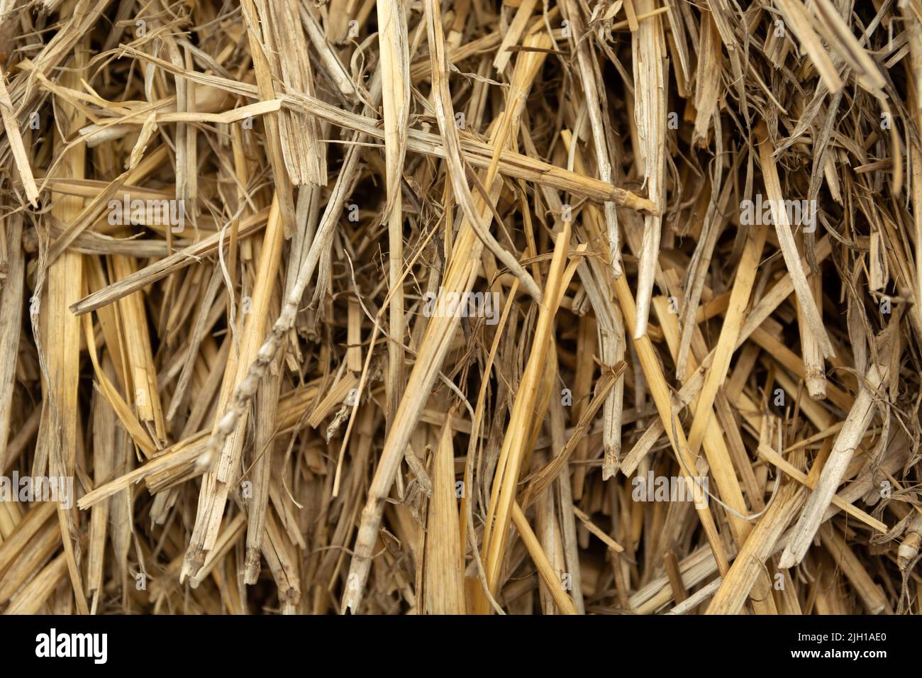 Gros plan de foin sec et endommagé, texture de la paille Banque D'Images