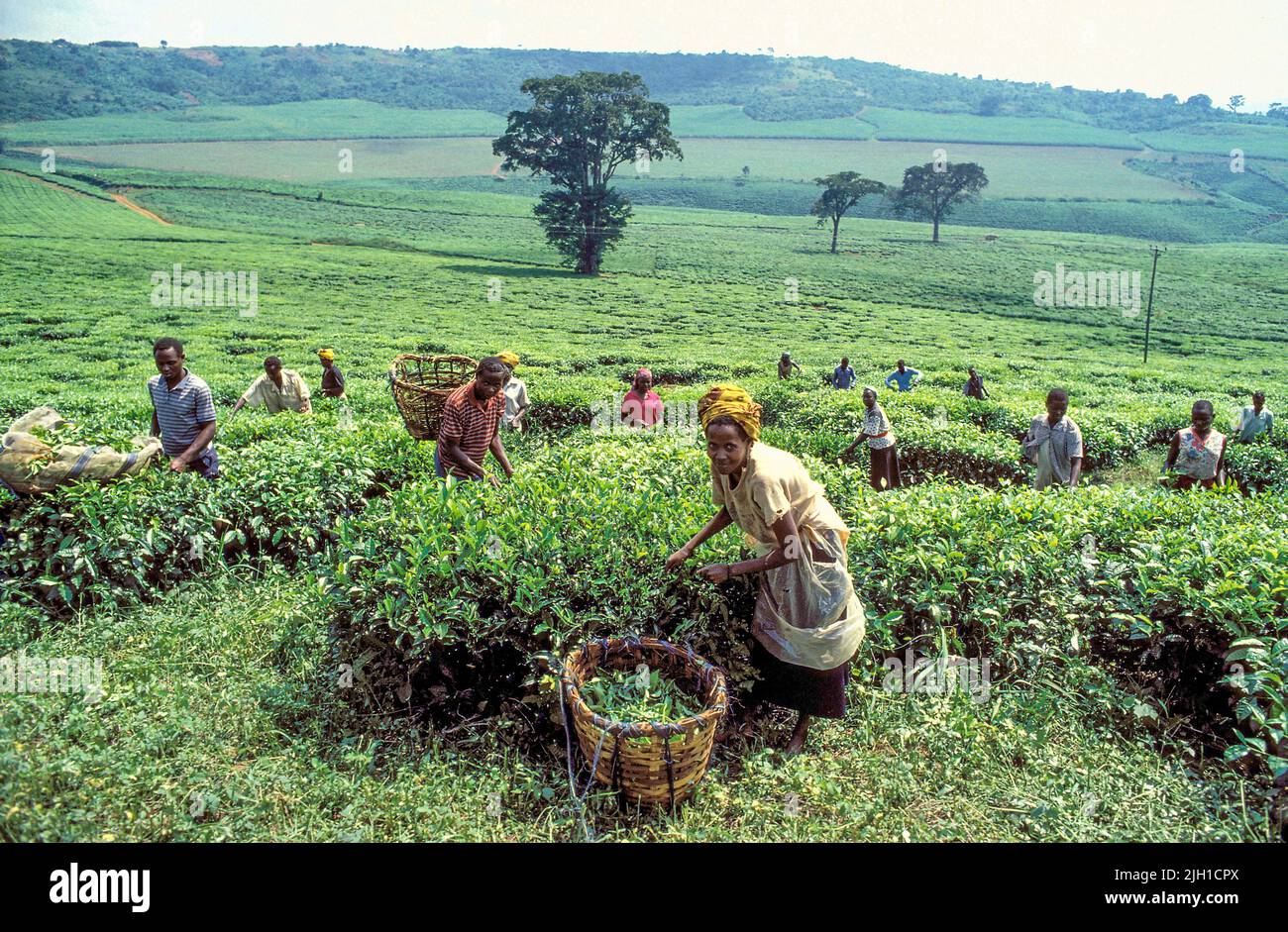 Ouganda; les travailleurs récoltant du thé. Banque D'Images