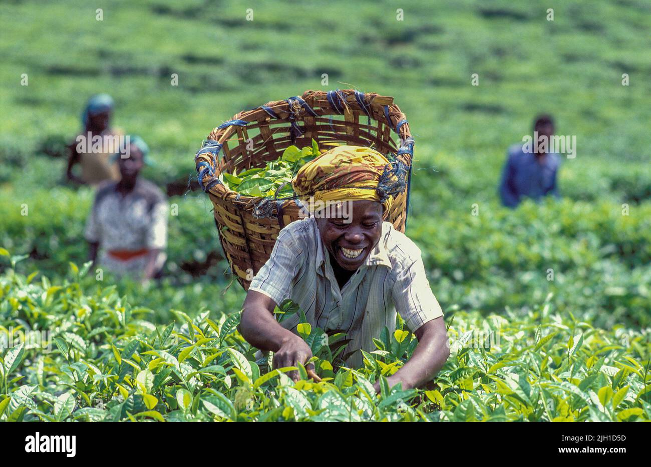 Ouganda; personnes récoltant du thé. Banque D'Images