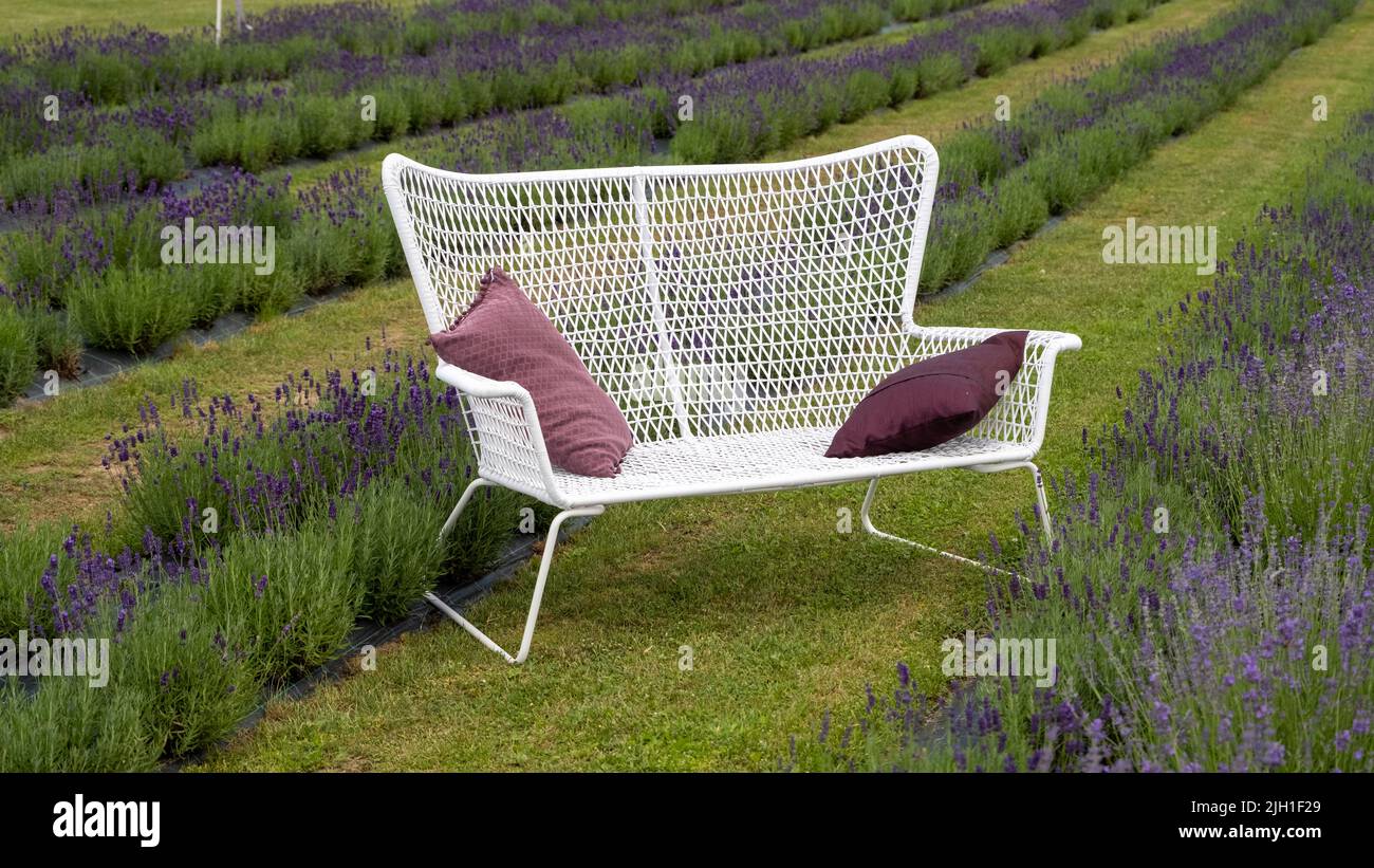 Banc blanc dans un champ de lavande avec mise au point sélective Banque D'Images