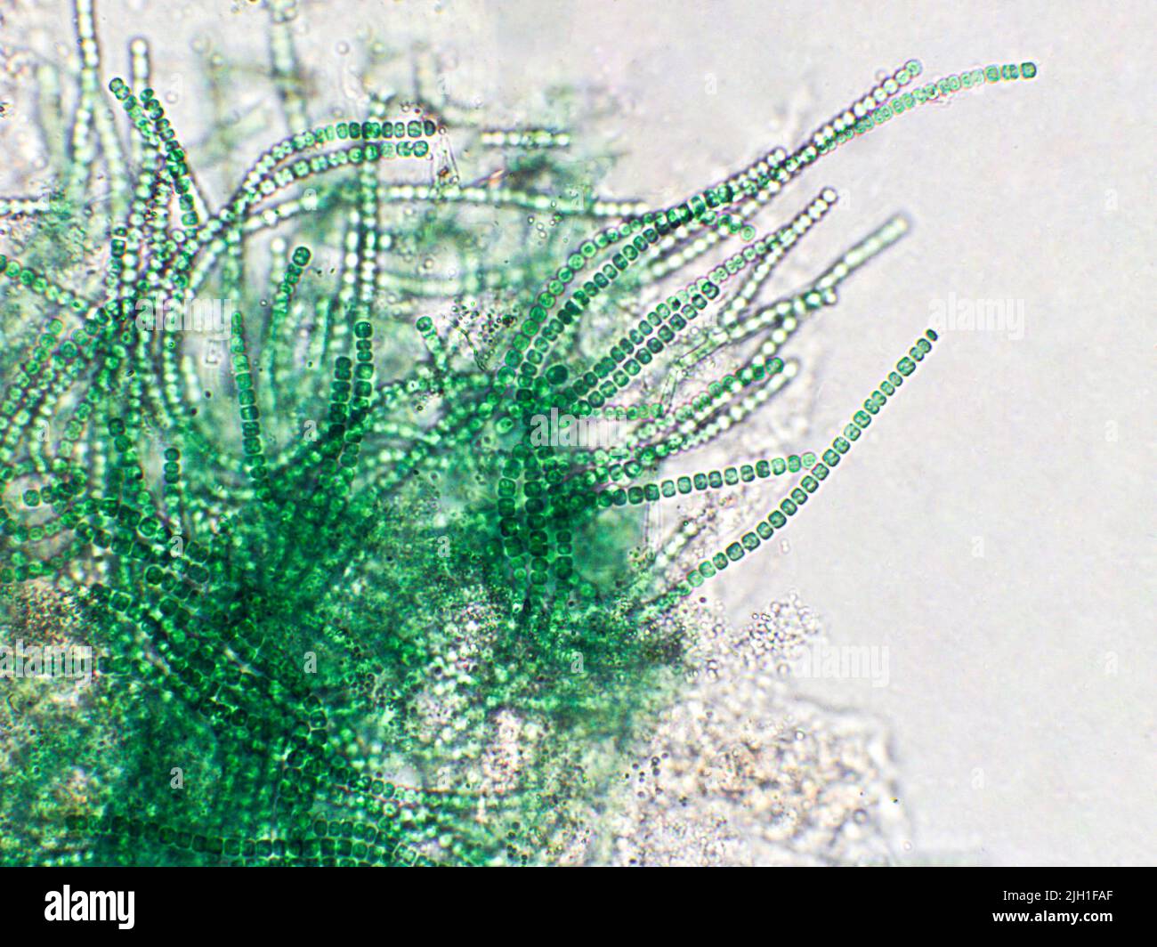 Algues bleues sous une vue microscopique, cyanobactéries Banque D'Images