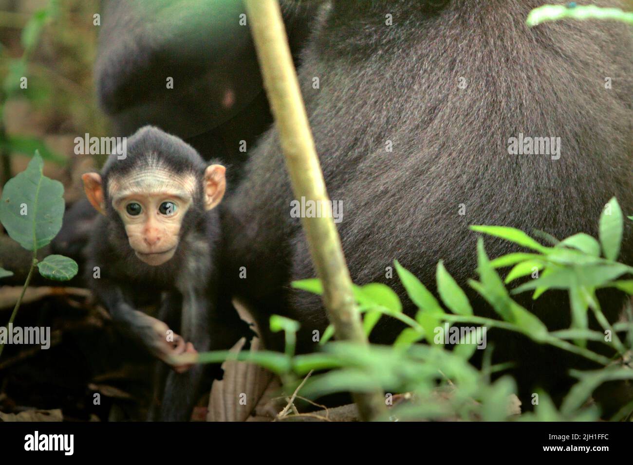 Un curieux nourrisson de macaque à craché noir de Sulawesi (Macaca nigra) s'éloigne de sa mère pendant la période de sevrage dans son habitat naturel, la forêt pluviale des plaines dans la réserve naturelle de Tangkoko, au nord de Sulawesi, en Indonésie. La période de sevrage d'un nourrisson macaque à crête—de 5 mois à 1 ans—est la première phase de vie où la mortalité infantile est la plus élevée. Les scientifiques primates du projet Macaca Nigra ont observé que 17 des 78 nourrissons (22%) ont disparu dans leur première année de vie. Huit de ces 17 corps morts de nourrissons ont été trouvés avec de grandes plaies perforantes. » Banque D'Images