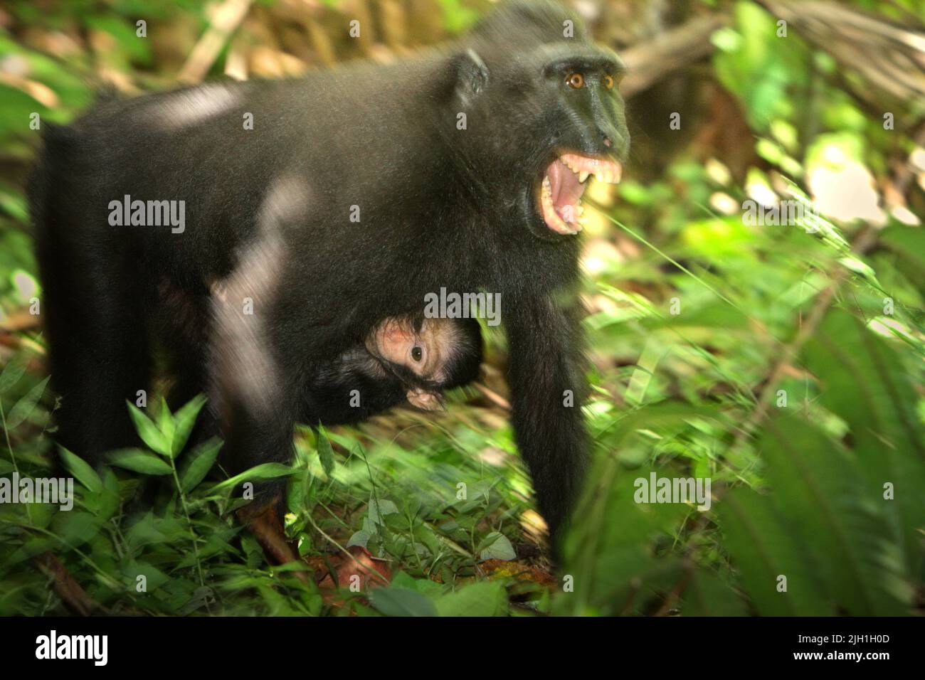 Macaque à crête femelle montrant ses dents à une autre femme en portant un bébé dans la forêt de Tangkoko, au nord de Sulawesi, en Indonésie. 'Les macaques à crête expriment normalement un style social de tolérance, formant de grands réseaux sociaux. L'intensité des interactions agressives est faible, souvent bidirectionnelle et réconciliée, selon les scientifiques », selon une équipe de primates scientifiques dirigée par Julie Dubosq dans leur document de recherche de 2013 intitulé « tolérance sociale chez les macaques à crête femelle sauvage (Macaca nigra) dans la réserve naturelle de Tangkoko-Batuangus, Sulawesi, Indonésie ». Banque D'Images