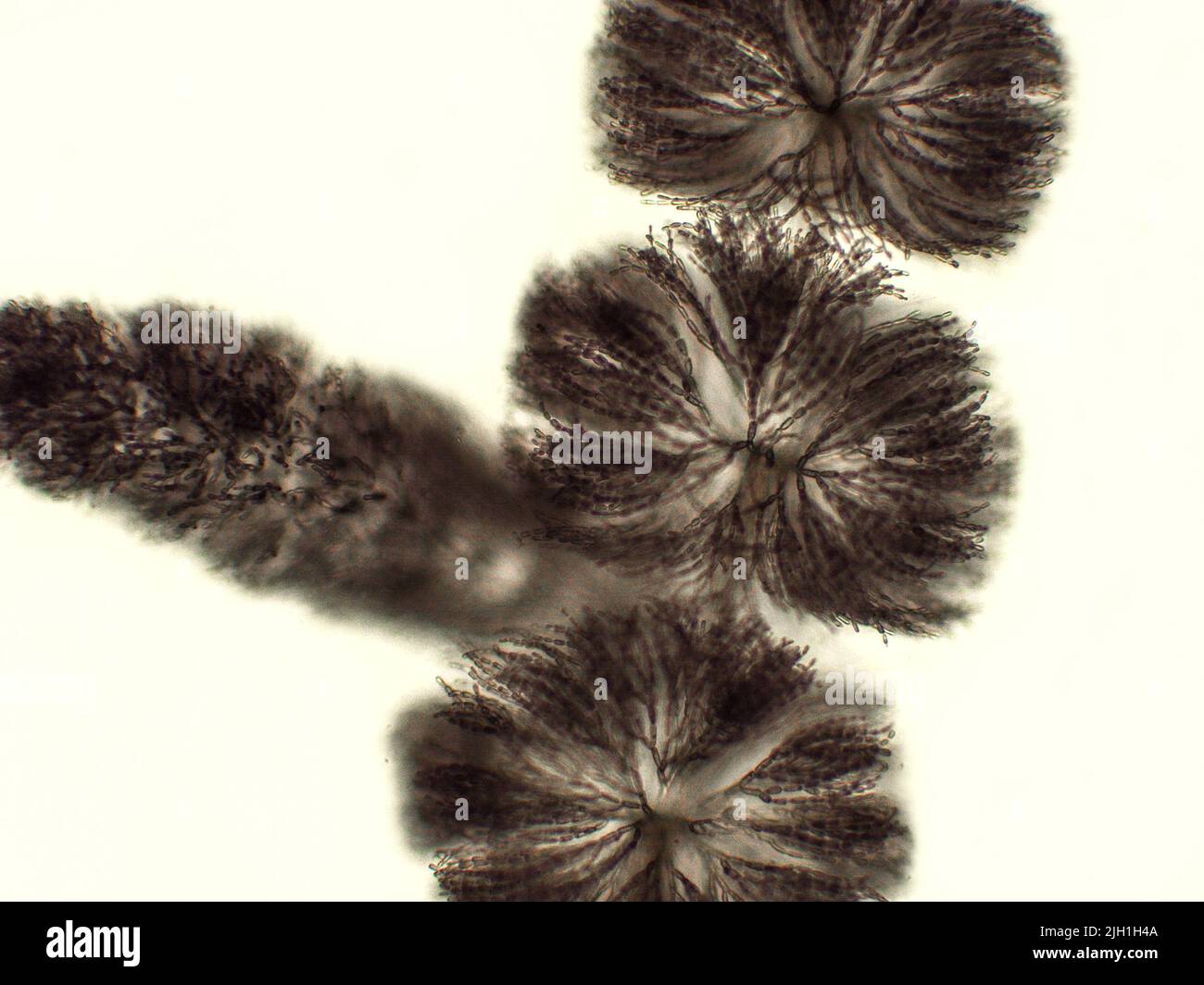 Algues Batrachospermum sp. Sous une vue microscopique, genre d'algues rouges d'eau douce, violet à bleu-vert Banque D'Images