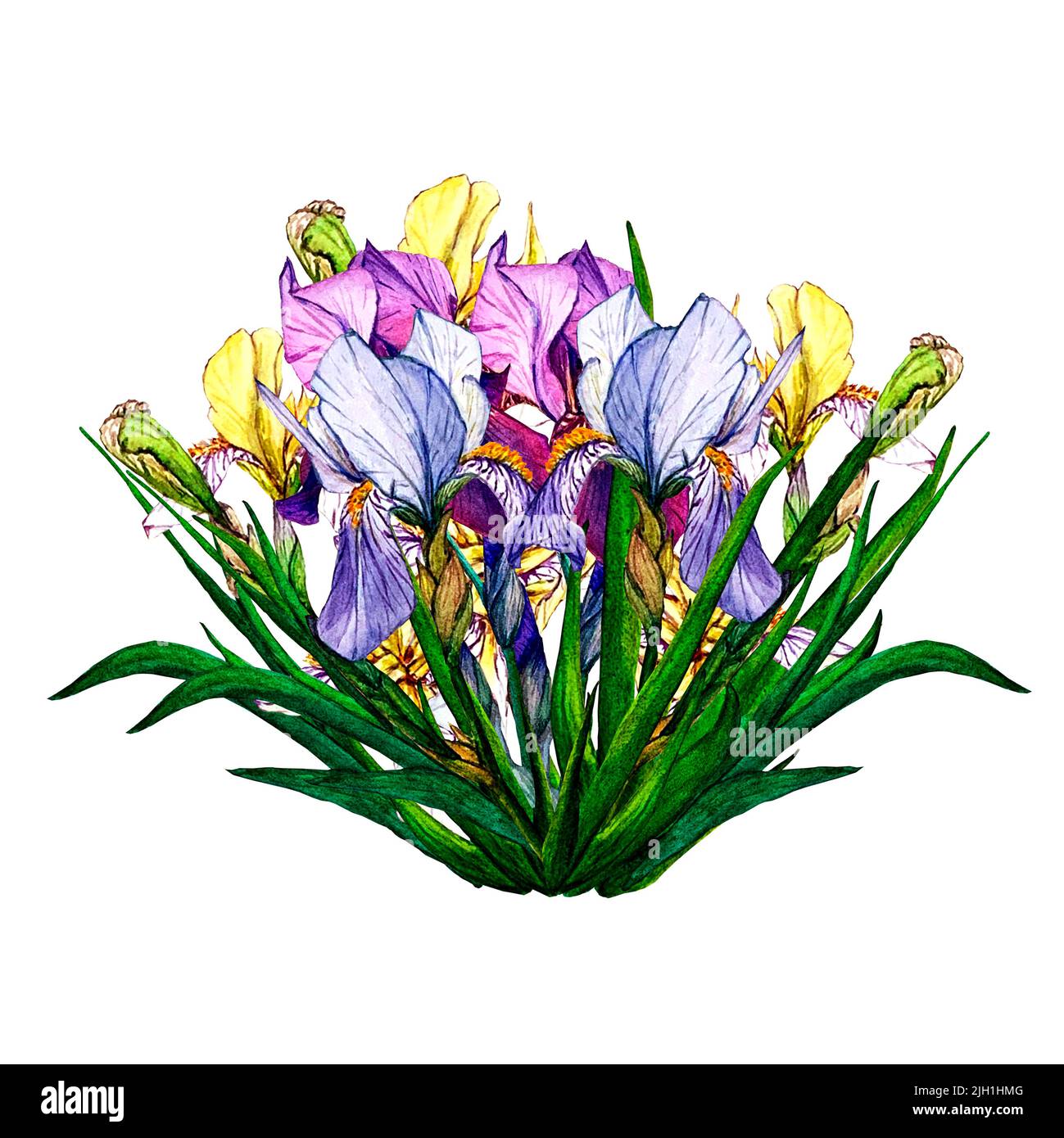 Iris. Illustration botanique aquarelle. Composition de fleurs violettes, bleues et jaunes. Illustration isolée. Pour l'impression et la décoration. Banque D'Images