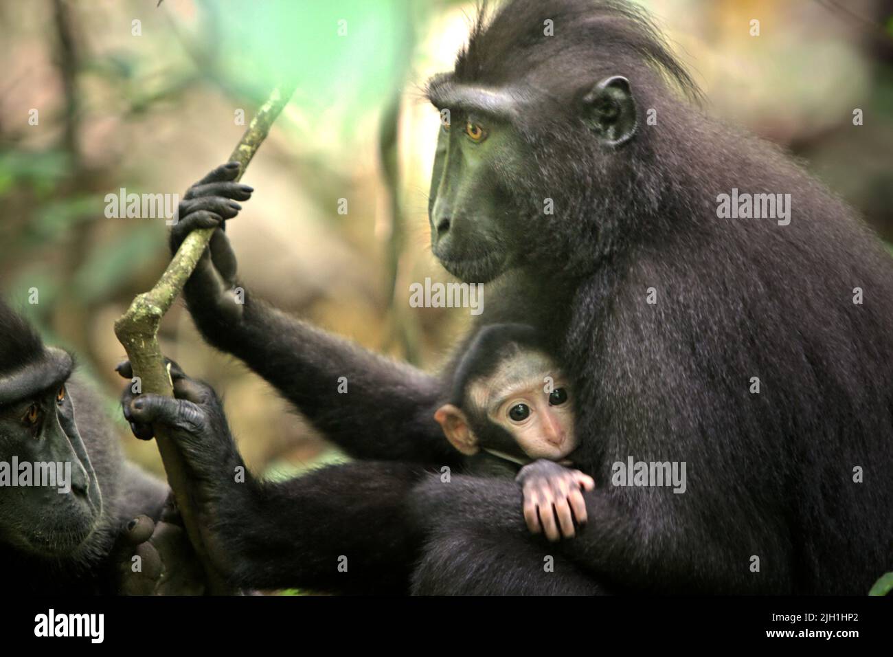 Macaque à craffé noir de Sulawesi (Macaca nigra), femelle ayant un nourrisson dans un habitat naturel dans la forêt de Tangkoko, au nord de Sulawesi, en Indonésie. Banque D'Images