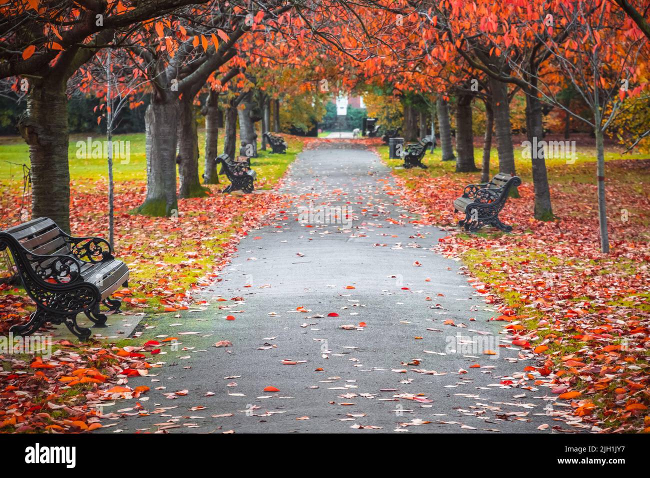 Paysage saisonnier, scène d'automne à Greenwich Park, Londres Banque D'Images
