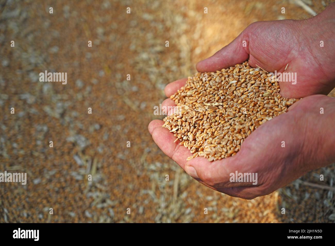 Gundersheim, Allemagne. 14th juillet 2022. L'agriculteur Adolf Dahlem tient des grains de blé dans ses mains. À la ferme de Dahlem à Gundersheim (district de Mayence-Bingen), l'Association des agriculteurs du Sud de Rhénanie-Palatinat et Winegrower ont fait le point de la récolte céréalière de 2022. Credit: Peter Zschunke/dpa-Zentralbild/dpa/Alay Live News Banque D'Images