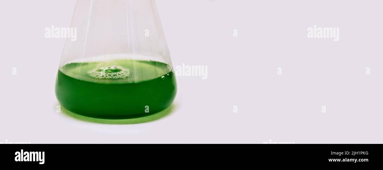 Recherche sur les algues en laboratoire, concept de biotechnologie scientifique, culture de plancton marin ou de microalgues dans des flacons de verrerie Banque D'Images