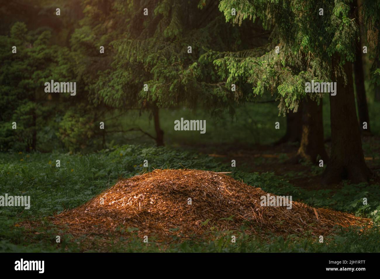 Mystérieuse forêt de conifères en été. Chemin à travers les arbres Banque D'Images