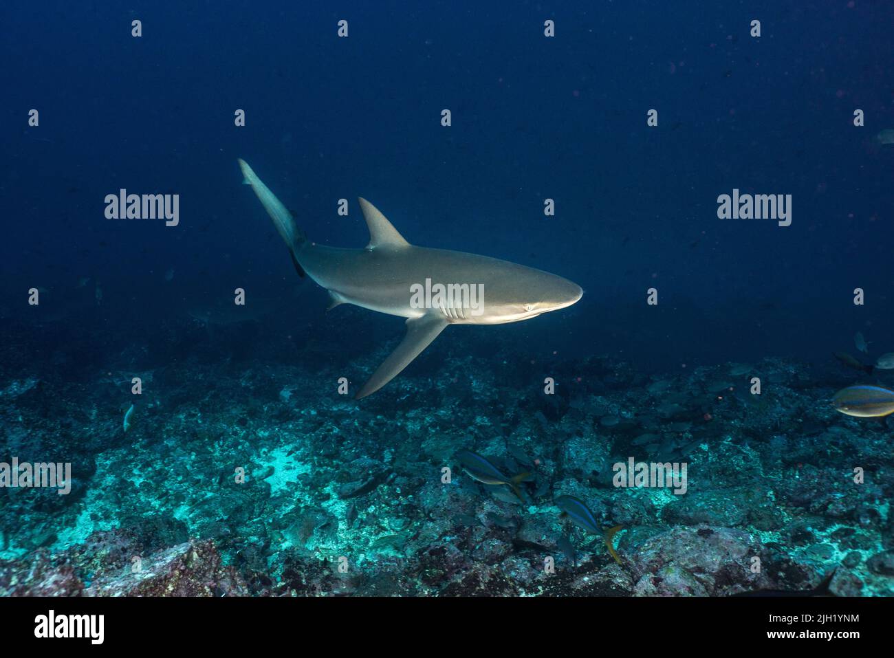 L'île Cocos, spot de plongée : petit dos Amigos Banque D'Images