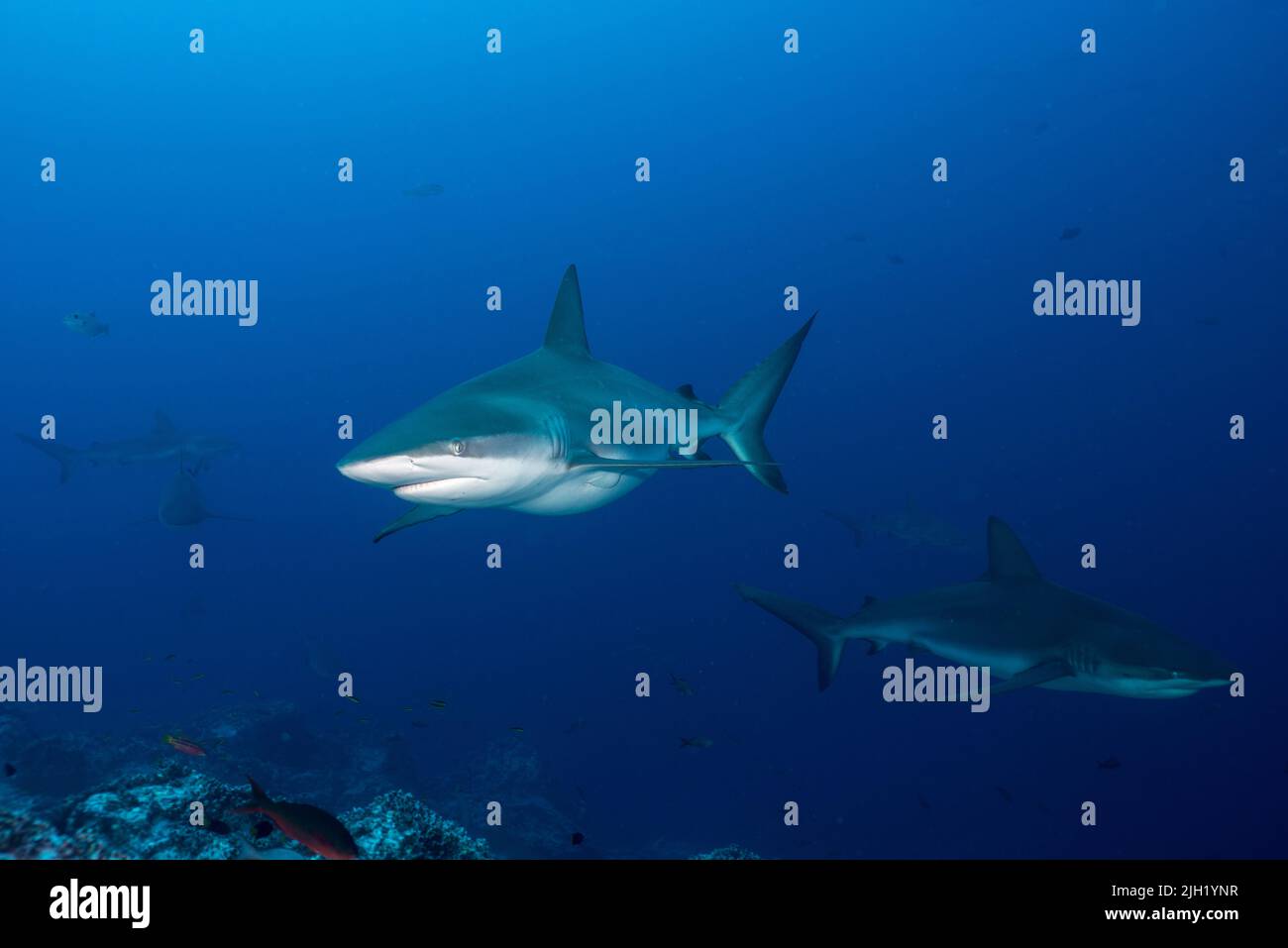 L'île Cocos, spot de plongée : petit dos Amigos Banque D'Images