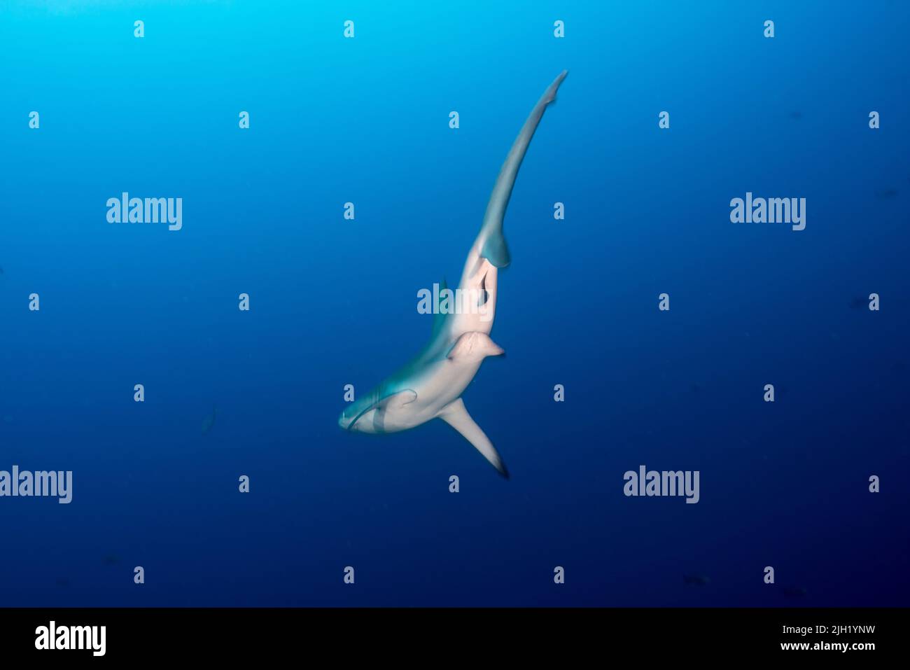 L'île Cocos, spot de plongée : petit dos Amigos Banque D'Images