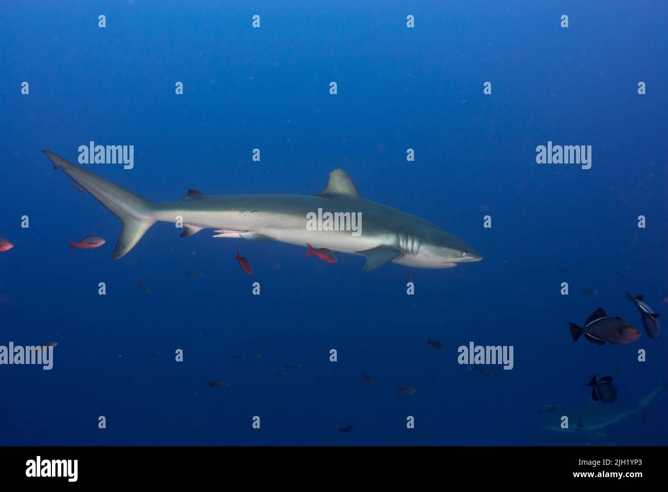 L'île Cocos, spot de plongée : petit dos Amigos Banque D'Images