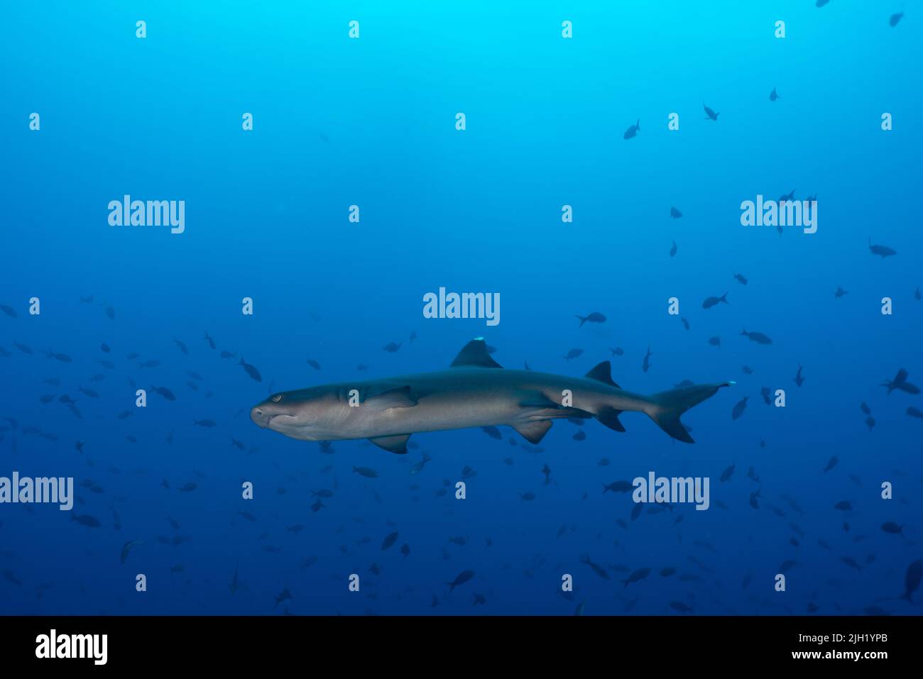 L'île Cocos, spot de plongée : Dirty Rock Banque D'Images