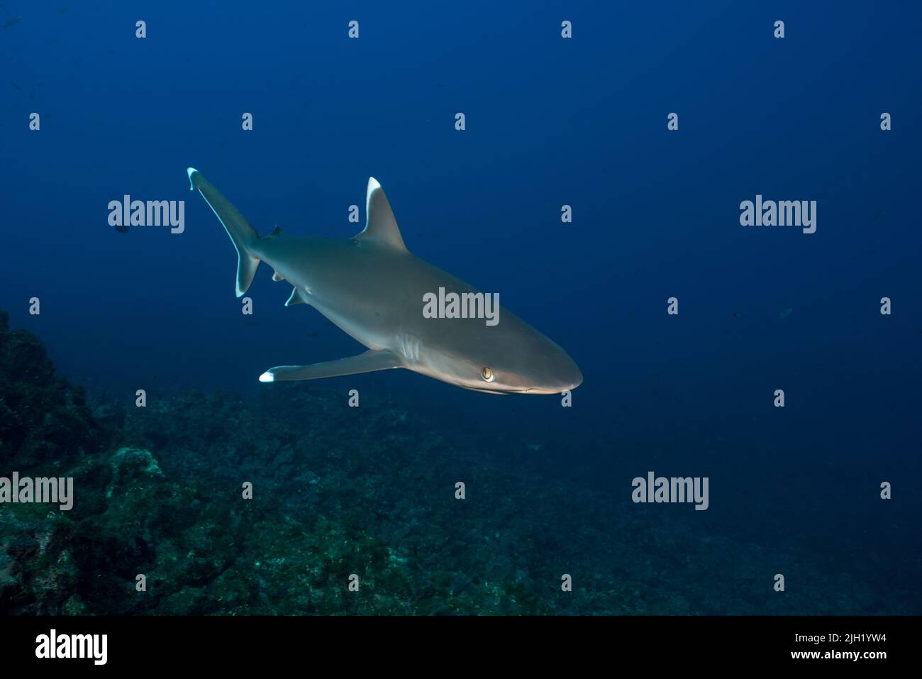 Requins dans les îles de Socorro Banque D'Images