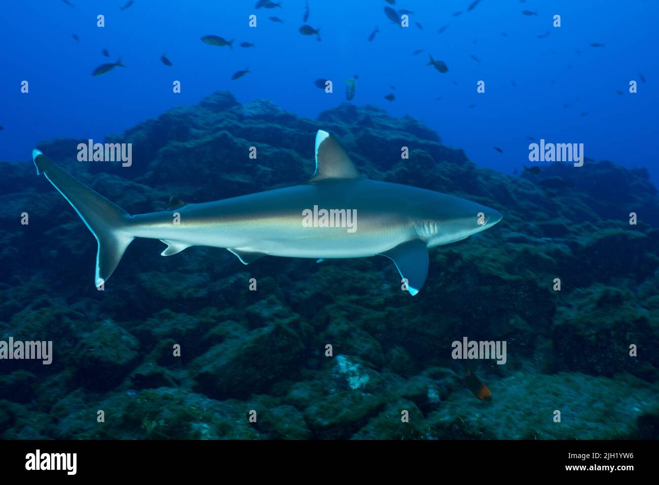 Requins dans les îles de Socorro Banque D'Images