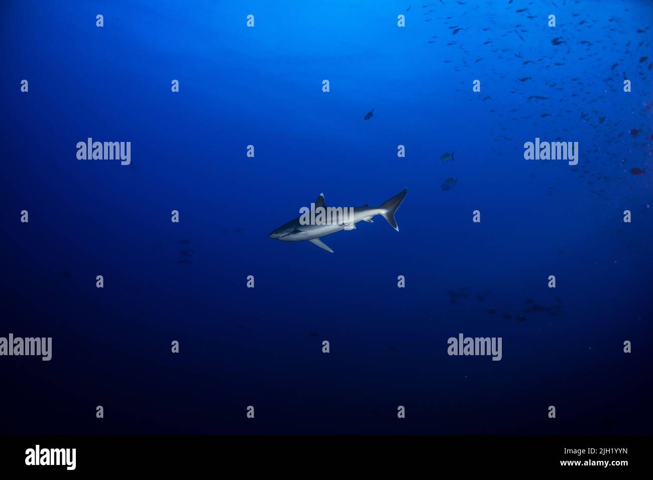 Requins dans les îles de Socorro Banque D'Images