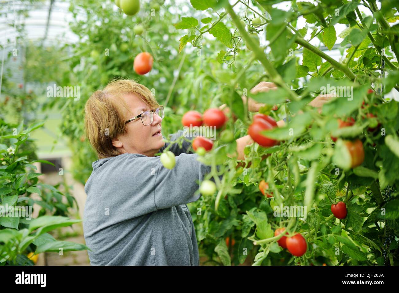 Femme récoltant des plantes de tomatoe fraîches biologiques mûres d'une brousse. Cultiver ses propres fruits et légumes dans une ferme. Jardinage et style de vie d'auto-suff Banque D'Images
