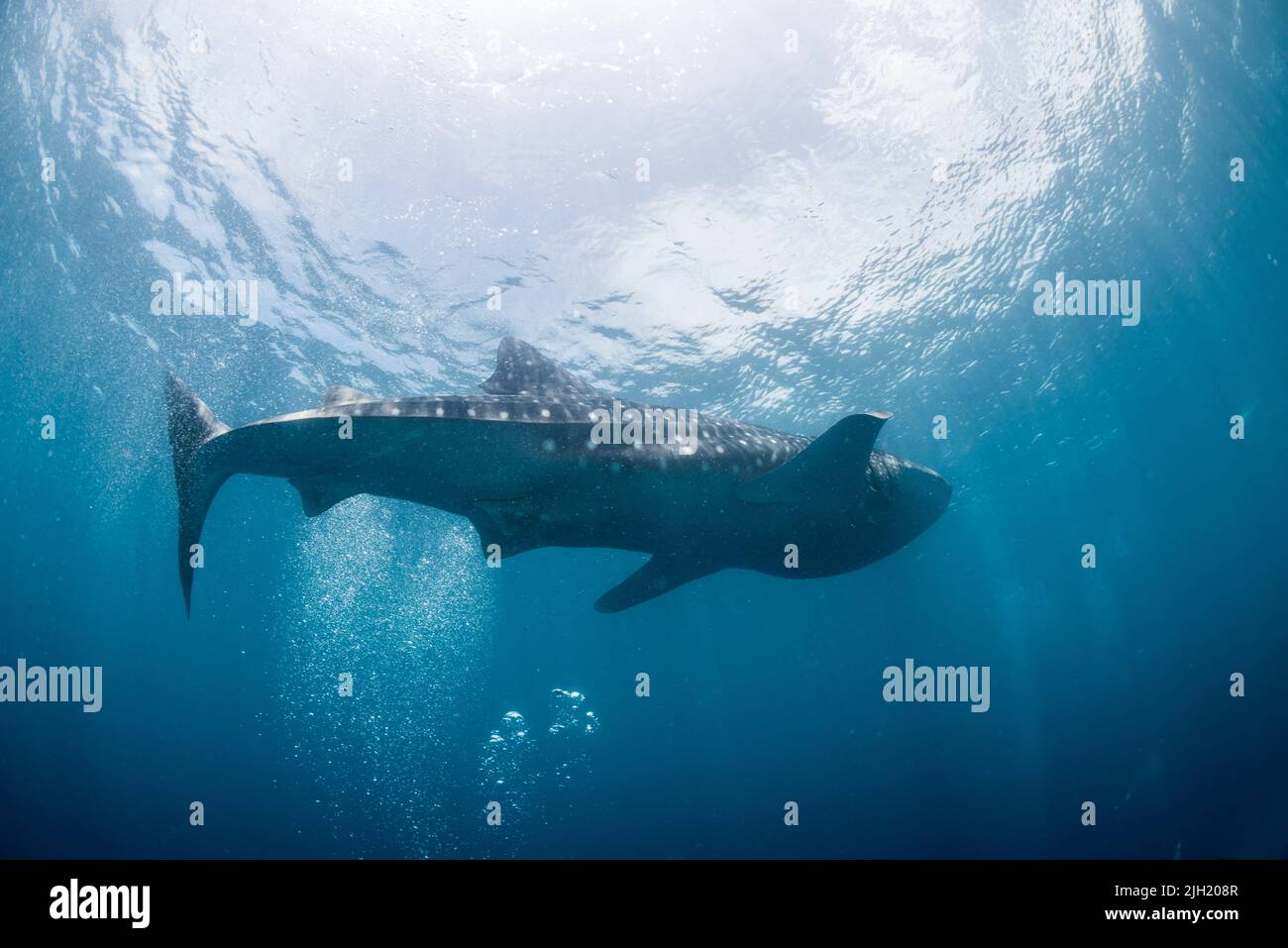Whaleshark Banque D'Images