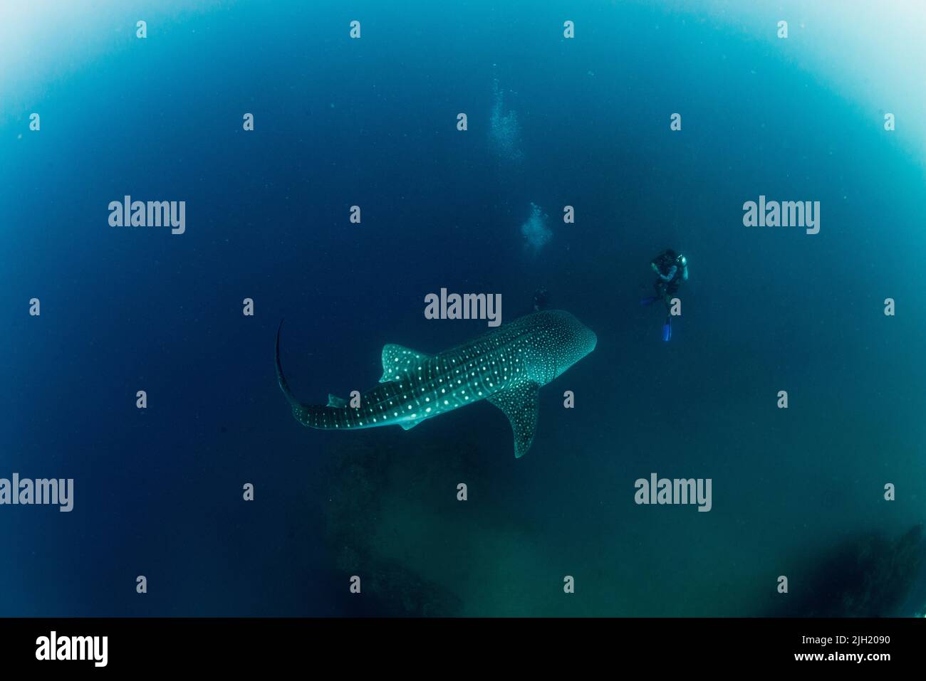 Whaleshark Banque D'Images
