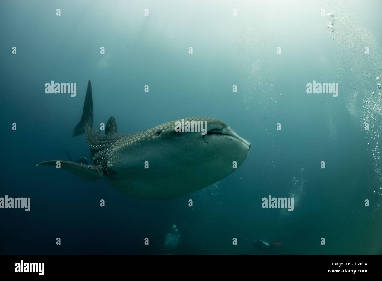 Whaleshark Banque D'Images