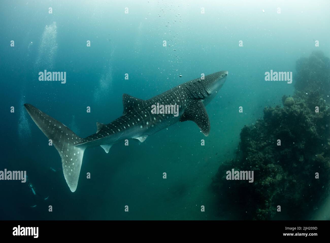 Whaleshark Banque D'Images