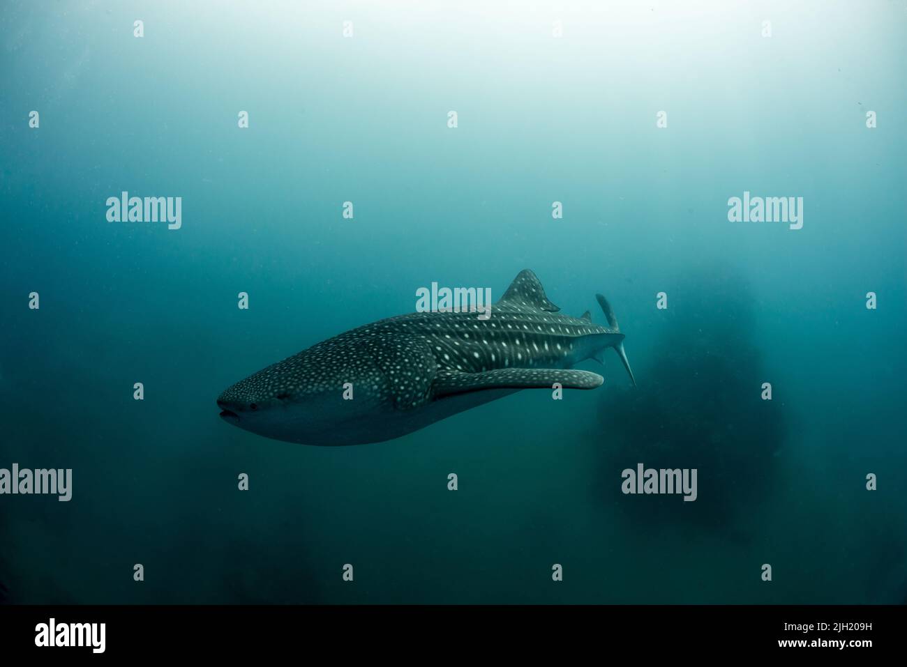Whaleshark Banque D'Images
