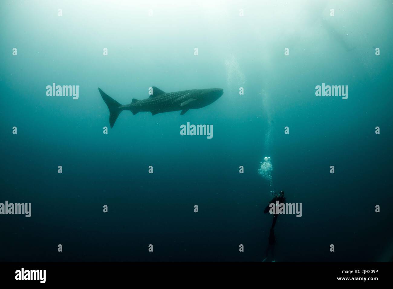 Whaleshark Banque D'Images